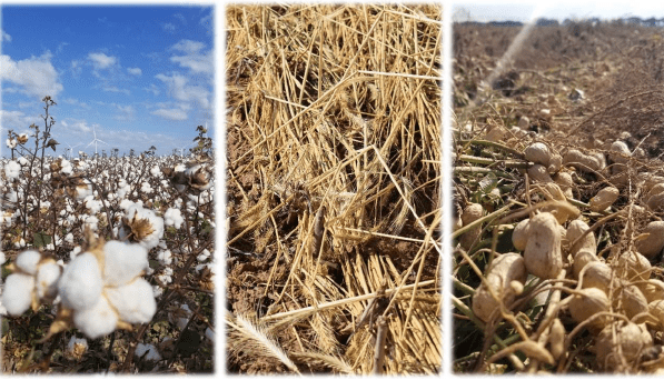 Organic Transition – Cotton Peanut&nbsp;Rotation