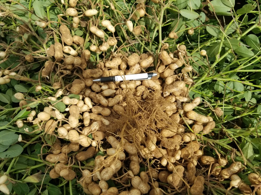 *FSA Texas peanuts acres as of August 1,&nbsp;2025