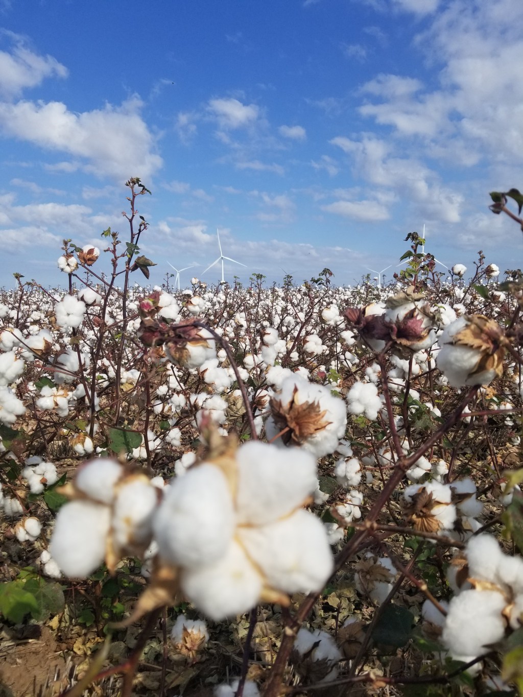 *2024 Cotton field day&nbsp;information