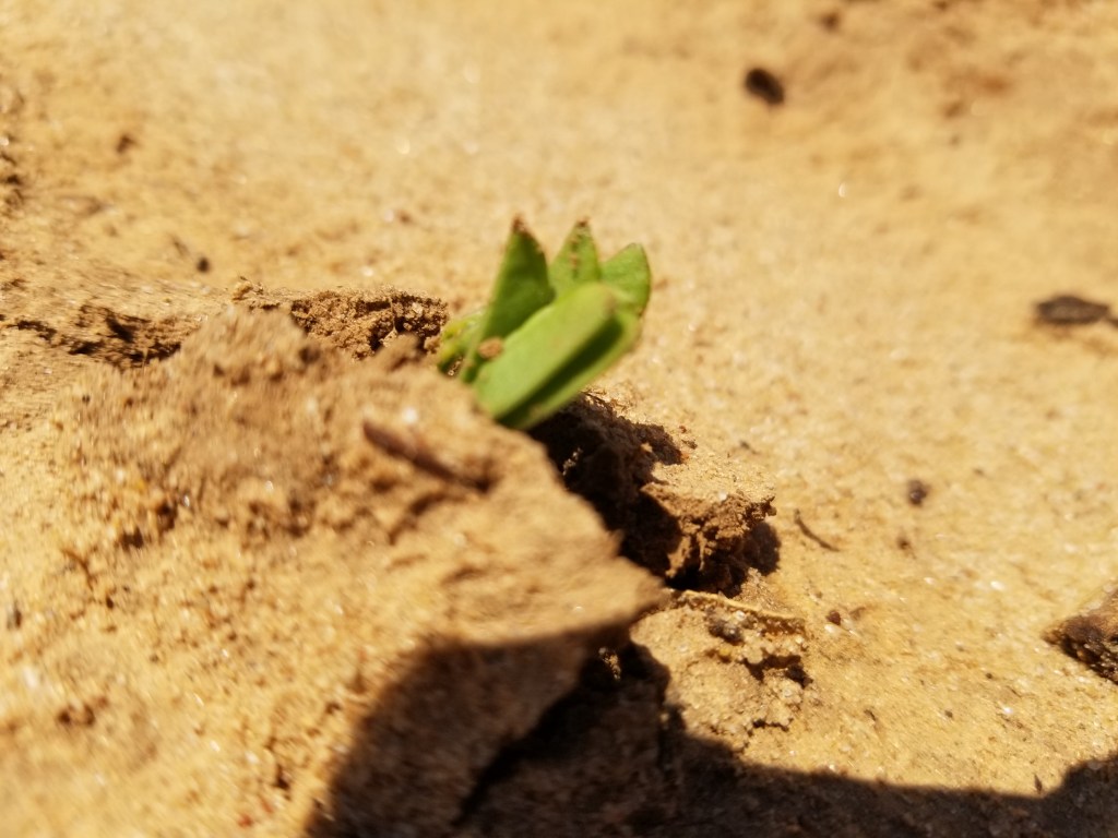 *2024 Peanut field day&nbsp;information