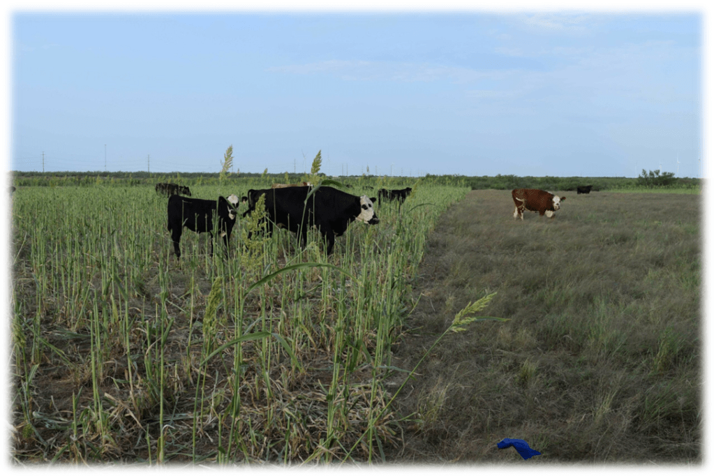 *Southern SARE grazing project&nbsp;summary