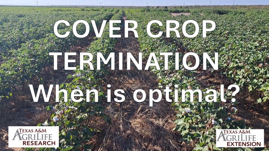*Cover crop termination&nbsp;study